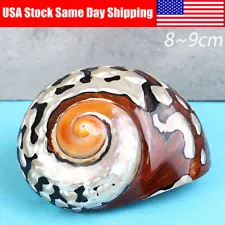 New Natural African Turban Sea Shell Coral Conch Snail for Home Fish Tank Decor