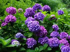 50 Purple Hydrangea Flower Seeds Hydrangea macrophylla Garden Flowers