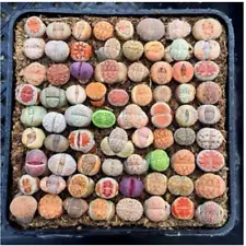 100pcs 1cm Succulent plants Lithops spp. Home Garden beautiful decoration Plants