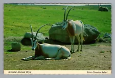 Lion Country Safari California Scimitar Horned Oryx Postcard 1970s