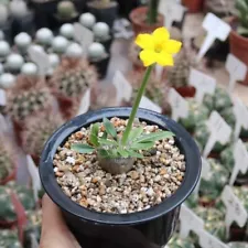 2CM Succulent Cactus Live Plant Pachypodium Brevicaule Baker Yellow Flower Rare