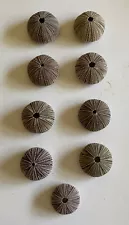 9 Beautiful Sea Urchin Shells From Sanibel Island And Marco Island