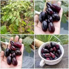 Grafted Java Plum Tropical fruit tree 3-4ft