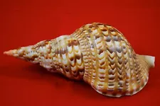 Triton Trumpet Specimen Seashell Charonia Tritonis Shell Conch 9" Beach Decor