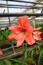 New! 2024 Original Hippeastrum cv. 'Heart Mark' 1bulb