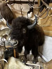 North American Bison (Buffalo) Half Life-size (front Feet To Mid Ribs Mounted).