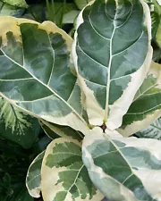 Ficus Lyrata Variegated Free Phytosanitary