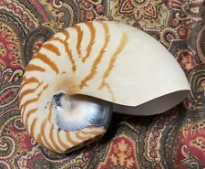 Chambered Nautilus Pompilius Seashell, 5" tiger stripe