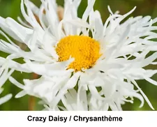 Seed CRAZY DAISY Chrysanthemum DOUBLE SHASTA Seeds Leucanthemum Perennial COMB +