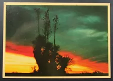 Yucca Plant Sunset View Vintage Petley Postcard Posted 1982