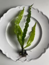 Single Java Fern - Medium Size - Very easy live beginner plant for any fish!