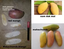 4 fresh mango fruit seeds: Nam Dok Mai/Kheaw Samros/Maha Chanok/ Mahachanok