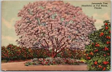 Florida FL, 1948 Jacaranda Tree, in Full Bloom, Acutifolia, Vintage Postcard