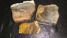 3 OLD THICK MIXED WASHINGTON PETRIFIED WOOD SLABS 1 1/2 POUNDS