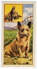 NORWICH TERRIER VIMS- PET PUPPIES MOLASSINE Co Ltd 1967 DOG TRADE CARD #31