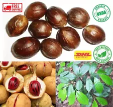 New ListingNutmeg Seeds Myristica fragrans Fresh Seeds for Planting