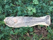 Large 13-1/2 Inch Ancient Prehistoric Fish Fossil No Reserve