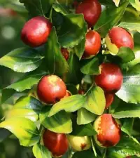 1 Rare Red Jujube plant Delicious Nutrition Fruit Bonsai Potted Home Organic