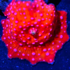 CORALS OF EDEN ~ Blood Wars Disco Mushroom Frag ~ Live Coral for Sale LPS