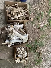 Horse And Cow Bones