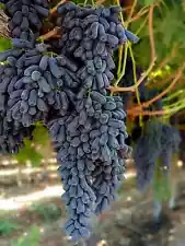 Grape Seeds (Vitis vinifera) var. Moon Drop Grape Original