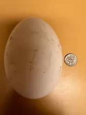 5 Fertile Goose Eggs