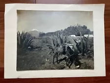 Orig Hugo Brehme Gelatin Silver Print Photograph Cholula Popocatepetl 10” x 13”