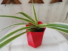 Live Spider Plant in a Red Planter Hexagon 3-D Printed Planter Pot