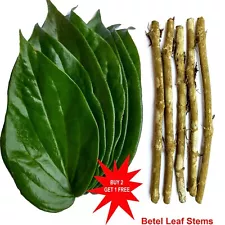 Betel leaves Plant/ Pan Leaves/ Live Stem for Growing/ 3 Stems