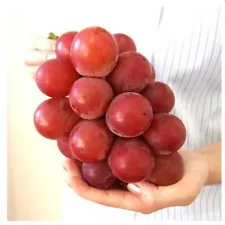 Grape Seeds (Vitis vinifera) var. Ruby Roman Superior Grapes Original