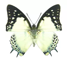 Unmounted Butterfly/Nymphalidae - Polyura nepenthes nepenthes, male, China