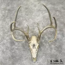 #29540 P | Whitetail Deer Skull European Taxidermy Mount For Sale