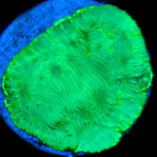 CORALS OF EDEN ~ Aurora Borealis Leptoseris Coral Frag - Live Coral for Sale SPS