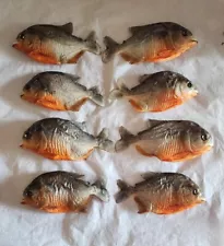 10 Real Taxidermy Red Bellied PREDATOR Piranha Peru Amazon Pygocentrus nattereri