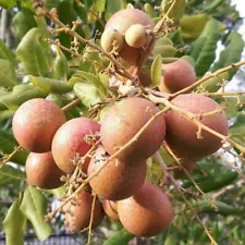 longan plant for sale