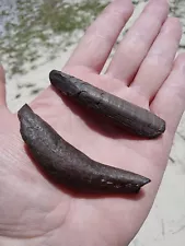 Lot of 2 Nice Fossil Sperm Whale ð³ Teeth! No Repairs. Cetaceans. Miocene. D2