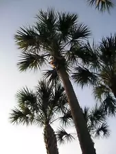 Sabal Palm Palm Tree