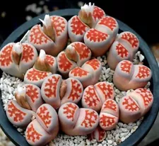 Sale 10PCS Succulent Live Plant Lithops ‘Top Red’ Boutique Garden Decor