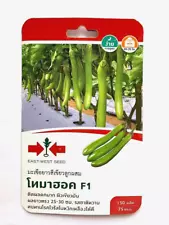 50 seeds Thai Green Eggplant Vegetable Garden Fruitful Glossy Green Skinlong Big