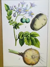 ANTIQUE ONION POTATOES POSTER POSTER PICTURES ILLUSTRATION 1882 FLOWERS BOTANY