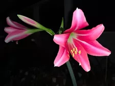 Hippeastrum doraniae - very rare species! 2.5 cm