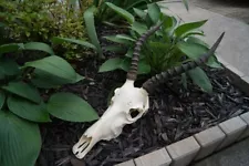 Real African Blesbok Skull With 11” Horns