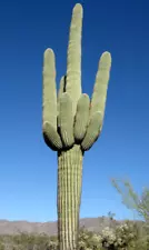 Saguaro Giant Cactus Carnegiea 100 Semi Seeds