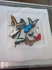 Butterfly Taxidermy Display ( Framed)