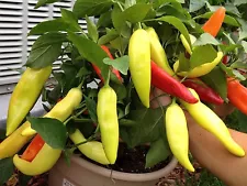 sweet banana pepper plants for sale