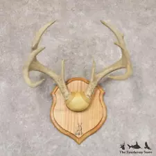 #22362 E+ | Whitetail Deer Antler Plaque Taxidermy Mount For Sale