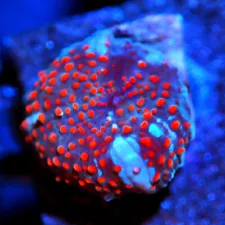 Corals of Eden WYSIWYG Raging Superman Disco Mushroom Coral LPS SPS Zoa