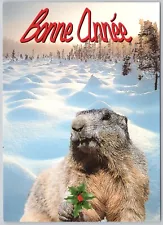 Groundhog Animal New Year Vintage Postcard