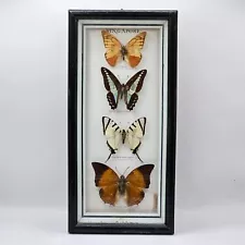 Framed Butterflies 4 Specimens Taxidermy Singaporean (C2) NS#8641