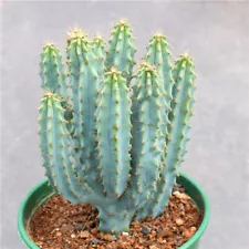 High10-15cm cactus Succulent plant flowering Home Garden decoration Plants